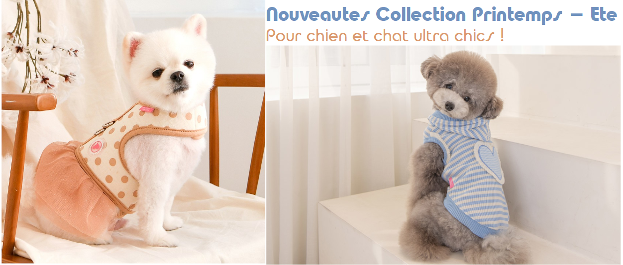 Accessoire chien - Nouvelle collection Printemps - Eté 2023